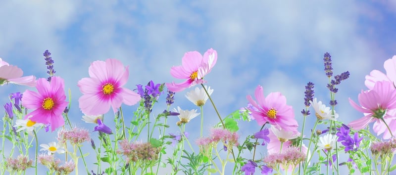 Floral Fantasies