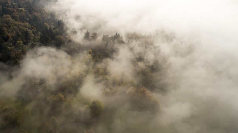 Misty forest landscape