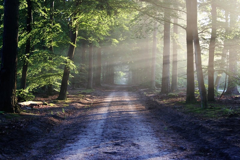 Whispering Pines Forest