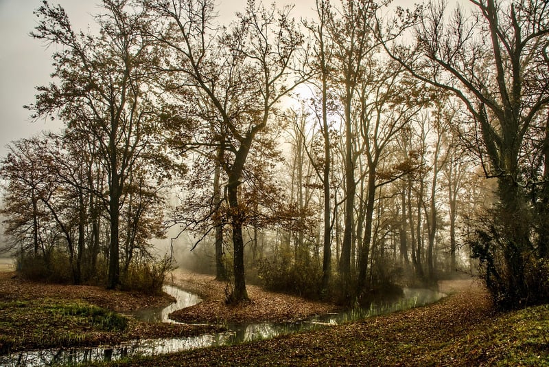 Woods